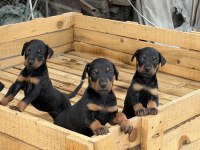 PREMIUM DOBERMAN YAVRULARI
