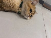 Brıtısh shorthair 2,5 yaşında