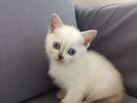 British shorthair mersin Tarsus cüzi ücretli