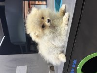 3.5 Aylık Pomeranian Boo