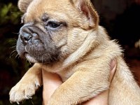 Egzotik Merle flufy french yavruları
