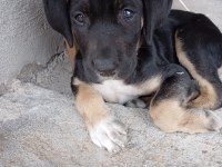 Cane corso Rottweiler Kırması