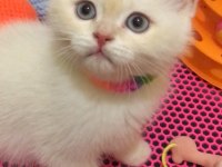 Bebeklik sendromu istemeyene british shorthair