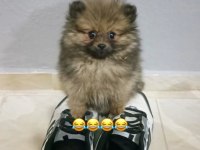 2.5 Aylık Atı Surat Pomeranian
