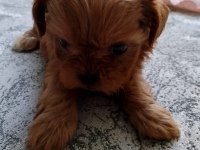 Son dişi teacup maltipoo yavrumuz