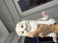 Ragdoll Yavrular