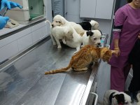 40 günlük jack russell köpekler