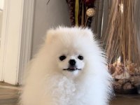 Pomeranian boo Yavru Eğitimli
