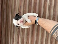 Korsan maskeli orjinal bulldog