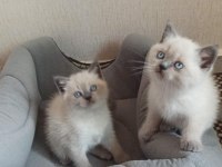 Mavi Gözlü Koca Kafalı Bluepoint British Shorthair Yavruları