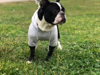 FRENCH BULLDOG ÇOCUKLARIMIZ ÖMÜRLÜK YUVA ARIYOR
