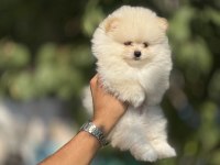 TEDY BEAR BOO YAVRULARI