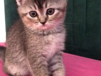 British Yavru Kedi