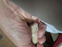 Teddy bear Ayı surat Siyah göz Uysal Suriye Hamster