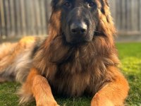 ALMAN ÇOBAN KÖPEĞİ YAVRULARI