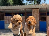 Sevimli Maltipoo Yavru Köpeklerimiz
