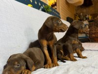 Doberman köpeklerimiz
