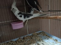Wf sultan papağanı takım