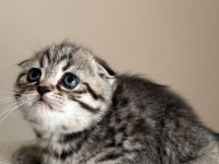 Dişi tabby scottish fold