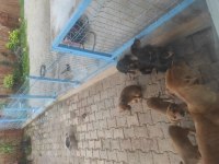 Seferihisar boxer ve kopay kırması