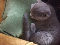 2.5 Aylık safkan orjinal dişi scottish fold