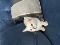 Üç tane cins yavru kedimiz