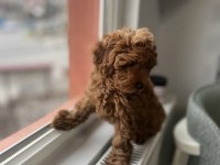 Toy poodle köpeğimiz