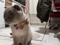 Kedimiz kaju