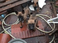 Malinois erkek ve dişi yavrular