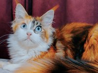 Maine coon yavrular