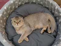 Scottish Fold Yavru