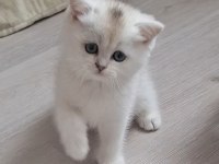 British Shorthair Silver Dişi