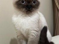 Safkan scottish fold anne ve british shorthair babadan yavru