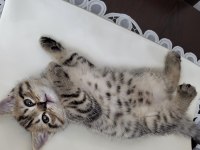 2 aylık British shorthair Erkek