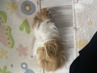 Erkek ginepig 5 aylık