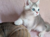 Şafkan British Shorthair
