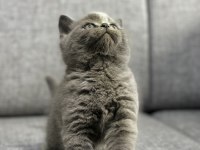 Ayı Surat Safkan British Shorthair Yavrular