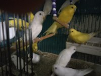 Muhabbet kuşu yavru vardır
