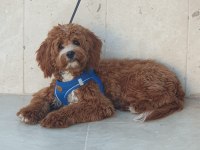 Yavrumuza ev arıyoruz maltipoo