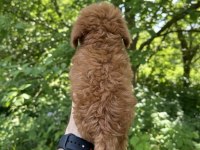 SAFKAN KORE KAN UYGUN FİYAT SAĞLIK GARANTİSİ POODLE