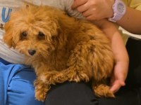 4 Aylık Dişi Toy Poodle
