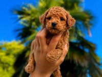 Premium Redbrown Toy Poodle Köpekler