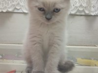 MİNNOŞ BRİTİSH KEDİLER