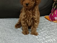 3 aylık toy poodle uygun erkek