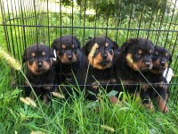 A kalite rottweiler yavrular