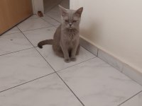 Baba Scottish anne British/İran
