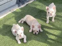 French bulldog platinum lilac