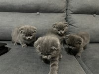 50 günlük scottish fold yavrular