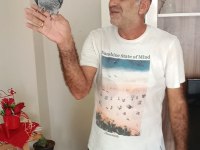 Konuşan full evcil Jako papağanı