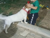 2 yaşında köpeğimiz maylo
